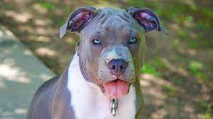 These furry friends range in all different shapes, sizes, and breeds. F5vhwcacyrztcm