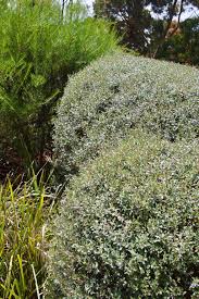 Image result for Rhagodia