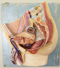 Male Reproductive System Model Closed Diagram Quizlet