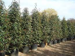From £59.99£49.99 (ex vat) (vat free) (ex vat) (inc vat) (vat free) (inc vat). Photinia Red Robin Topiary And Hedging For Sale London Uk