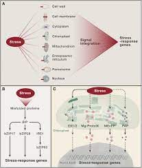 Molecular plant cell press impact factor. Abiotic Stress Signaling And Responses In Plants Cell
