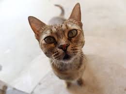 I was certainly not prepared for the cavernous depth of my grief. My Pet Died And I Can T Stop Crying Psychology Today
