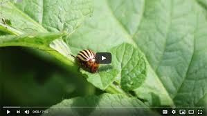 Garden grade diatomaceous earth, a fine silica powder made from the fossilized shells of algae, effectively kills potato bugs, is safe for humans and pets, and is easy to use. Potato Bugs How To Prevent And Control Gardening Channel