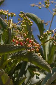 Image result for Cyphostemma lanigerum