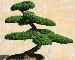 It is highly recommended that you read through the links provided there, especially the bonsai4me articles. Blog Bonsai 1