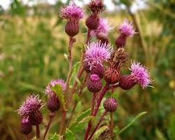 Image result for Cirsium