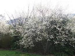 We did not find results for: The Amazing Serviceberry