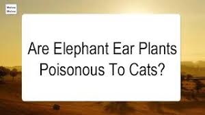 If a person or pet is poisoned by elephant's ear, call the proper poison control center or emergency services promptly. Are Elephant Ear Plants Poisonous To Cats Youtube