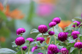 Deep purple flowers for sale. Small Purple Flowers Kopel Photography