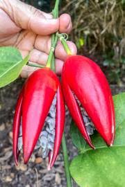 Image result for Adenia gummifera