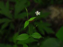 Image result for Stellaria sennii