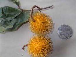 Image result for Caloncoba