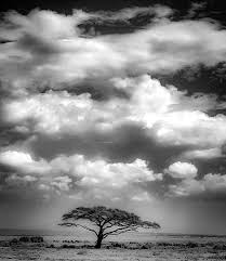 Image result for Acacia welwitschii