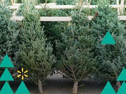 Keep in mind that pricing and selection will vary by store. Walmart Will Deliver Live Trees Light Up Customers Homes For The Holidays Chain Store Age