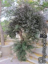 Image result for Vitex trifolia