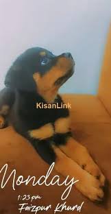 Dogs for sale in Pakistan - Kisanlink