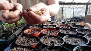 Die samen der tagetes können kinderleicht aus verwelkten blüten der pflanze gewonnen werden. Tagetes Pikieren Das Beliebte Schneckenfutter Das In Keinem Garten Fehlen Sollte Youtube