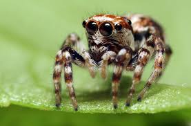 common spiders in south africa sciencing