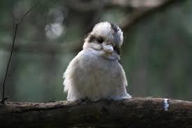 Baby Kookaburra Baby Animals Animals Cute Baby Animals