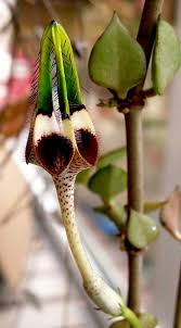 Image result for Ceropegia nilotica