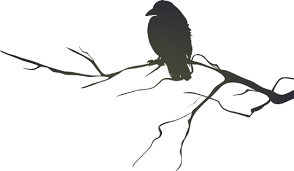 Transparent Bird On Branch Silhouette Architect 25 Official Website Halloween Silhouettes Crow Silhouette Halloween Prints