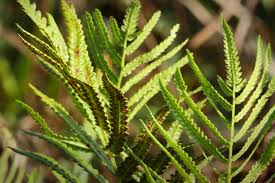 Image result for Cyclosorus striatus