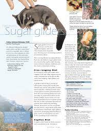 Pdf Feeding Sugar Gliders