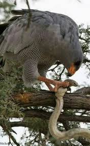 Birds Of Prey Animals Sign In Birds Of Prey Animals Beautiful Birds