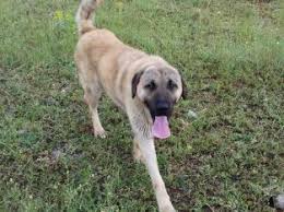 Ruyada Kangal Coban Kopegi Gormek Tuccarim Net Ciftcinin Alim Satim Platformu
