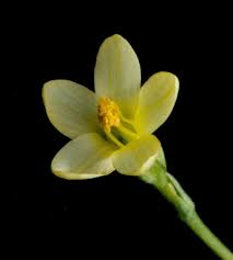 Image result for Gentianaceae