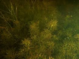 Image result for Najadaceae