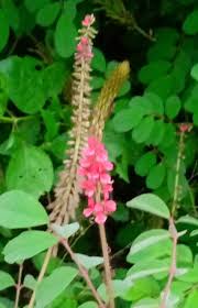 Image result for Indigofera astragalina-hirsuta