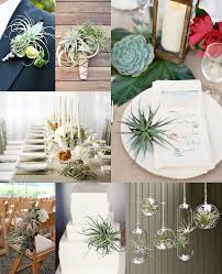 Wedding Airplants Plant Wedding Favors Succulent Wedding Centerpieces Terrarium Wedding