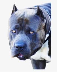 Cordoba Fighting Dog Hd Png Download Transparent Png Image Pngitem