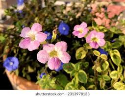 Image result for Asystasia intrusa