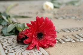 Flowers come in thousands of different shapes and color combinations, each with their own dusty millers grow best in full sun and can stand heat and drought like in its native mediterranean habitat. Why Do We Place Flowers On Gravesites Quiring Monuments