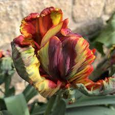 The Glamorous History Of The Tulip Growing Tulips Tulips Unique Plants