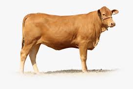 The brahman breed (also known as brahma) originated from bos indicus cattle from india, the sacred cattle of india. Brahman Cow White Background Hd Png Download Transparent Png Image Pngitem