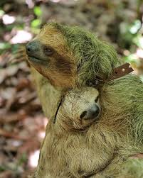 Our Farms Are Located Just Over The Hill From Tortuguero National Park A Home To A Variety Of Wildlife Here We See The Three Three Toed Sloth Sloth Cute Sloth