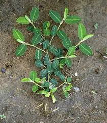 Image result for Alysicarpus