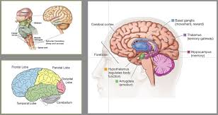 Image result for Cerebral Subcortex
