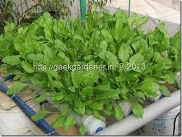 Nft Spinach Green Thumb Spinach Hydroponics Vegetables