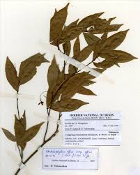 Image result for Rhabdophyllum affine