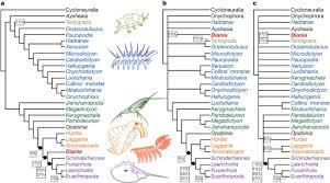 Whereas the phylogenies proposed up to this point are relatively uncomplicated, even if they are not universally agreed, relationships within the euarthropoda are particularly fraught. Lobopodian Phylogeny Reanalysed Nature
