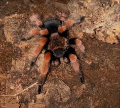 Image result for Emilia brachycephala