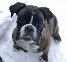 An unofficial offshoot of national love your dog day. National Love Your Pet Day A Retirement Home For Bailey