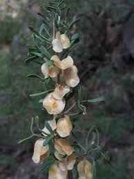Image result for Zygophyllum cuneifolium