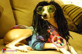 We did not find results for: 38 Italian Greyhound Halloween Costumes Romp Italian Greyhound Rescue