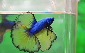 Es handelt sich um eine deutsche nachzucht. Mustard Gas Betta Vang Bettas