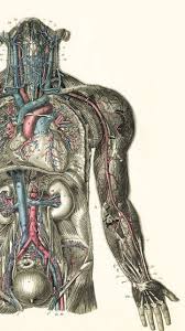 Anatomy Hd Wallpapers Backgrounds Wallpaper Anatomy For Artists Anatomy Art Anatomy